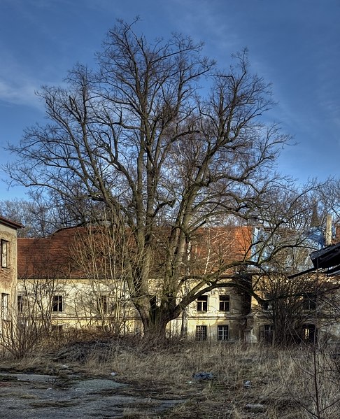 File:Platanus hispanica in Chotysany.jpg