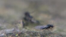 File:Platygaster sp -2014-03-31.webm