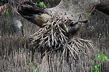 The grey mangrove (Avicennia marina)'s pneumatophorous aerial roots Pneumatophore overkill - grey mangrove.JPG