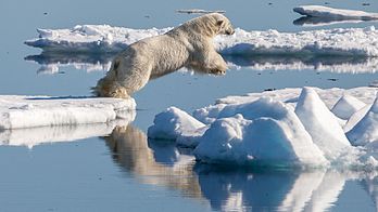 Depois de fracassar na captura de uma foca-barbuda, este urso-polar (Ursus maritimus) procura outra presa, saltando de um bloco de gelo para outro. (definição 2 987 × 1 680)