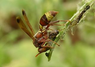 <i>Polistes stigma</i> Species of wasp