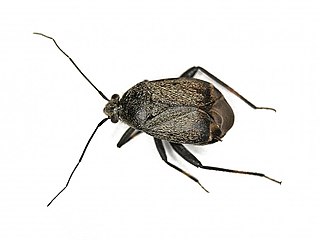 <i>Polymerus nigrita</i> Species of true bug