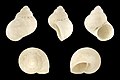 * Nomination A fossil shell of Pomatias lanzarotensis --Llez 21:43, 23 January 2016 (UTC) * Promotion Good quality. --Jacek Halicki 22:52, 23 January 2016 (UTC)