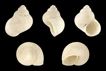 Pomatias lanzarotensis (fossil)
