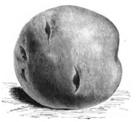 Pomme de terre Séguin Vilmorin-Andrieux 1883.png