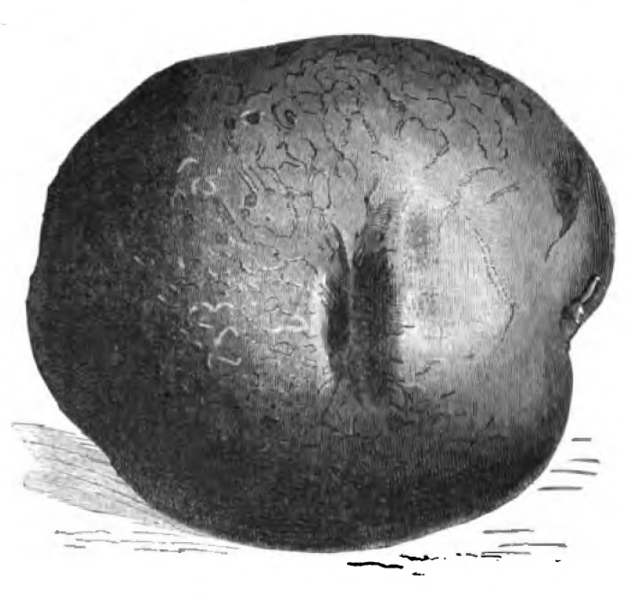 File:Pomme de terre farineuse rouge Vilmorin-Andrieux 1883.png