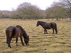 סוסי פוני הרועים על דשא באלמר, יער חדש - geograf.org.uk - 121305.jpg