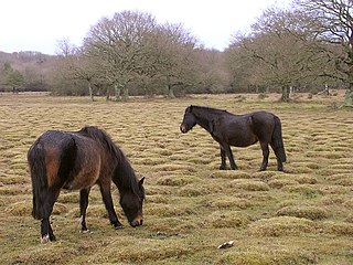 Balmer Lawn Human settlement in England