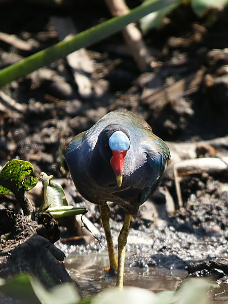 File:Porphyrio martinica (Everglades).jpg