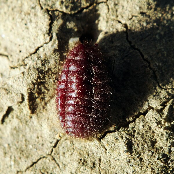 Image: Porphyrophora hamelii, female