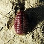 Miniatura para Margarodidae