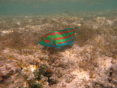 Thalassoma rueppellii