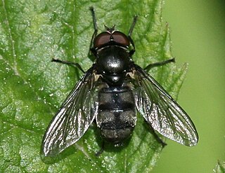 <i>Portevinia maculata</i> Species of fly