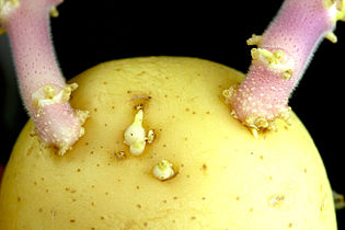 Potato sprout closeup