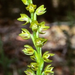 <i>Prasophyllum flavum</i> Species of orchid