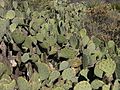 Prickly Pear catcus in Carlsbad Caverns National Park-2.JPG