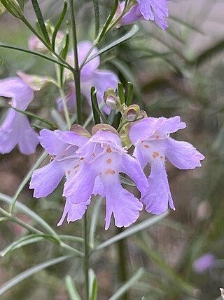 <i>Prostanthera sericea</i> Species of flowering plant