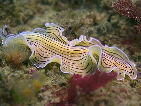 Плоские черви это. Морские Ресничные черви. Морские черви турбеллярии. Морская планария плоский червь. Плоские черви турбеллярии.