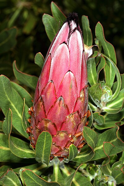 File:Protea neriifolia 1DS-II 0276.jpg