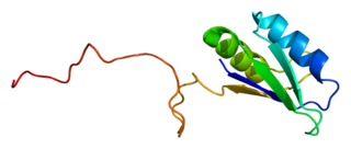 <span class="mw-page-title-main">SFRS7</span> Protein-coding gene in the species Homo sapiens