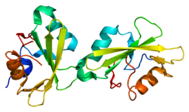 Структура белка SH2B1.