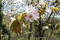 オオヤマザクラ （バラ科） Prunus sargentii