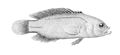 Pseudochromis fuscus.jpg 