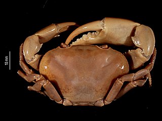 <i>Pseudothelphusa</i> Genus of crabs