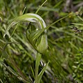 Pterostylis falcata