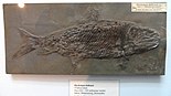 Ptycholepis Ptycholepis bollensis - Fossils in the Arppeanum - DSC05529.JPG