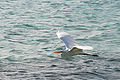 Oiseau blanc à Punta Cana