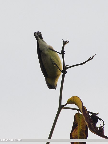 File:Purple Sunbird (Cinnyris asiaticus) (15888050085).jpg