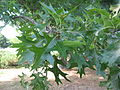 Quercus palustris Smithfield RI.jpg