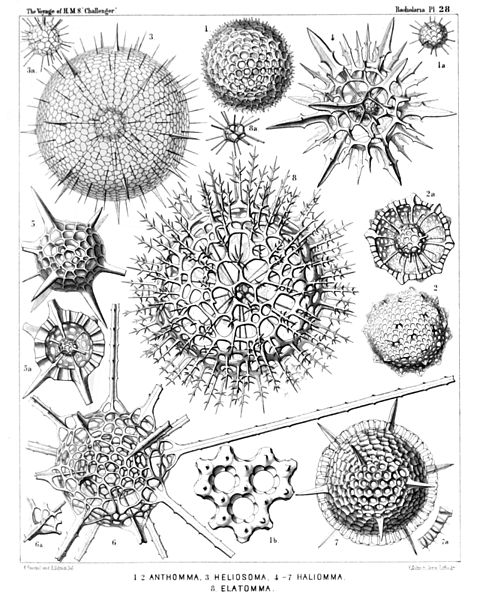 File:Radiolaria (Challenger) Plate 028.jpg