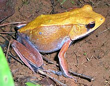 Bicolored frog (Clinotarsus curtipes), related to Meristogenys and Huia Rana curtipes.jpg