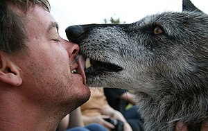 애완 및 사역동물로서의 늑대: 사육, 기질, 훈련 가능성