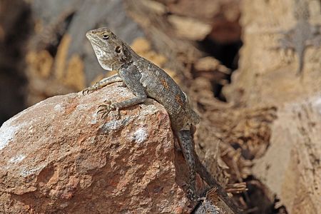 Red-headed rock agama (Agama agama) female moulting.jpg