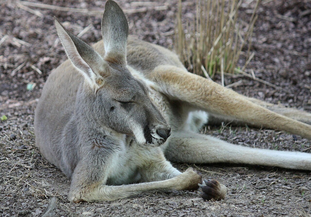 RedKangaroo1.jpg