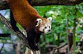 Red Panda (20051530998).jpg