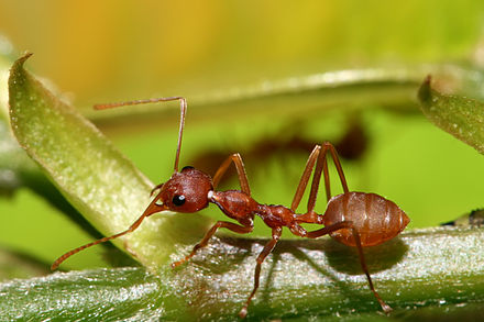 Муравей слушать. Oecophylla longinoda. Муравьи Oecophylla. Муравьи Ткачи. Oecophylla Weaver Ants.