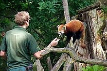 Red panda (Ailurus fulgens) with a zookeeper. Red panda at Chester Zoo 2.jpg