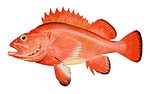 Thumbnail for Rougheye rockfish