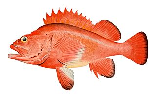 Rougheye rockfish Species of fish