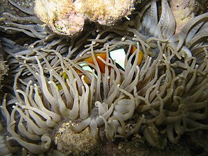 Leather anemone with Amphiprion bicinctus