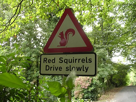 Road warning signals for red squirrels; the Lake District is one of the few places in England where red squirrels have a sizeable population.[29]