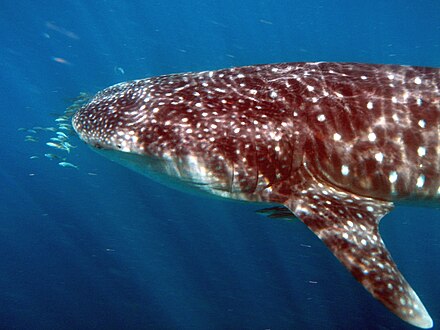 Whale sharks visit March to July