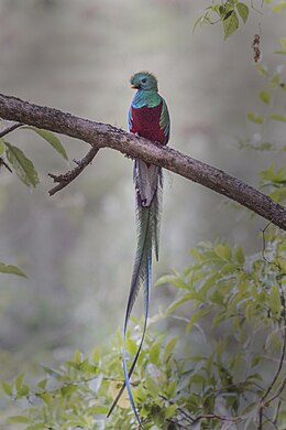 Quetzal (Pharomachrus mocinno)