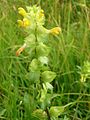 Фрондозно-брактеозная кисть у погремка узколистного (Rhinanthus angustifolius)