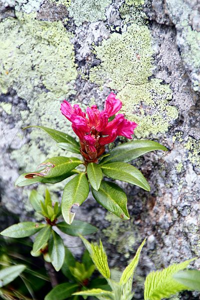 File:Rhododendron (9254986942).jpg