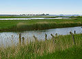 Insel Riems bei Greifswald